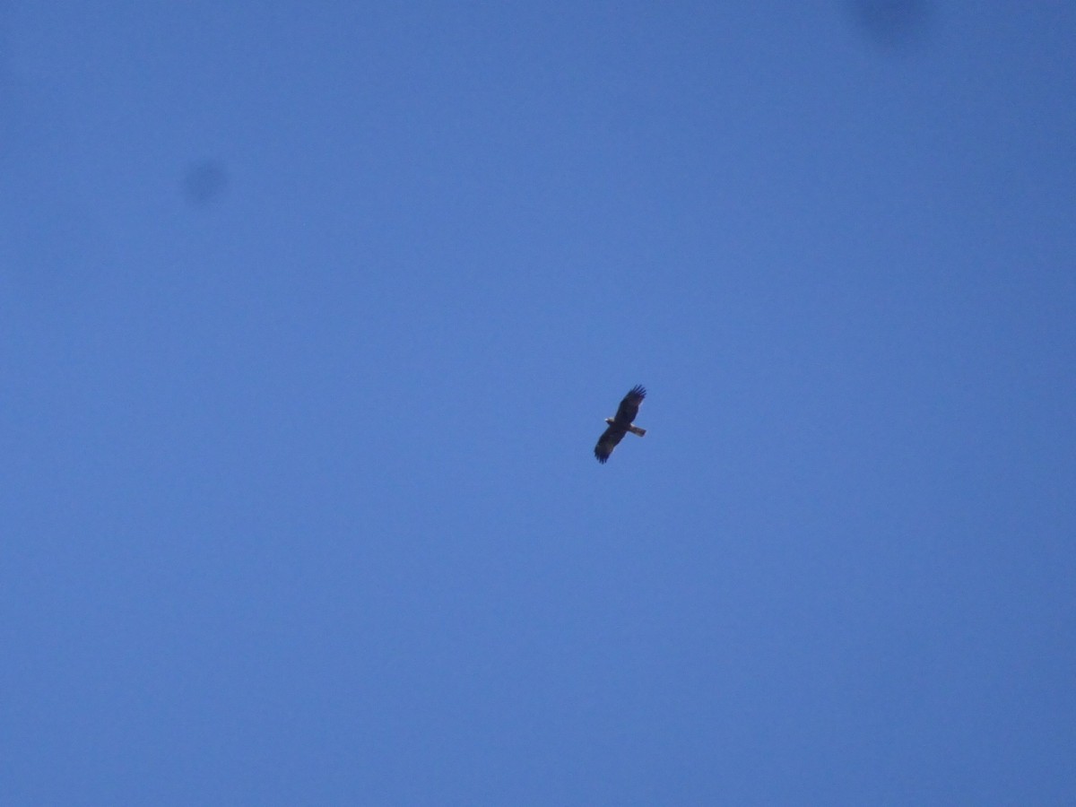 Booted Eagle - ML436063271