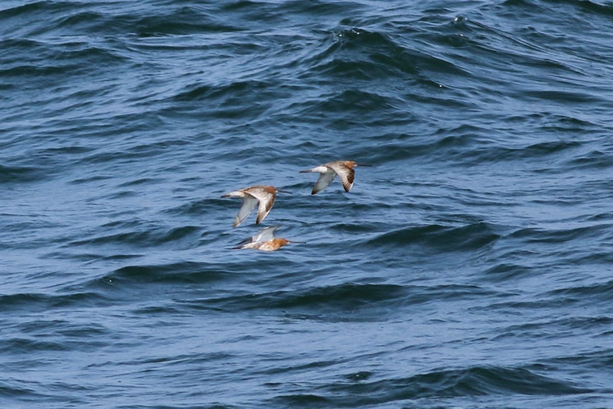 Asian Dowitcher - ML43606331