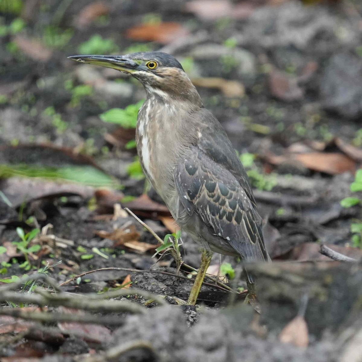 Striated Heron - ML436065341