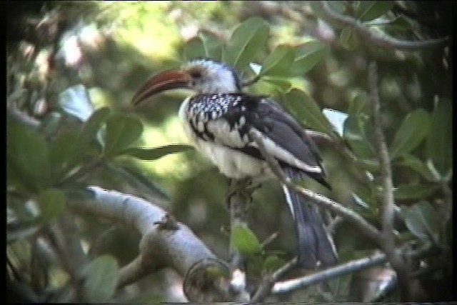 Northern Red-billed Hornbill - ML436068