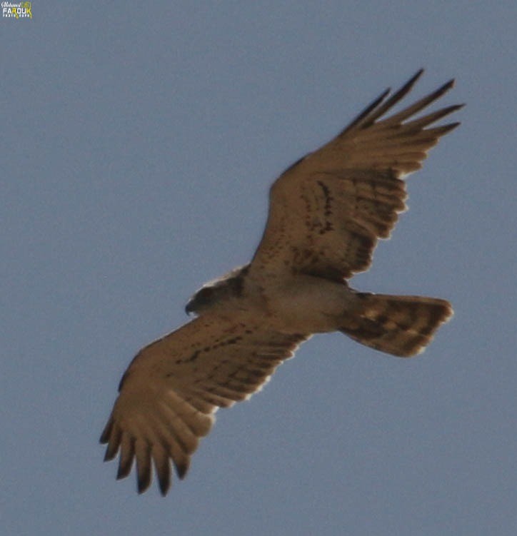 Short-toed Snake-Eagle - Mohamed Farouk