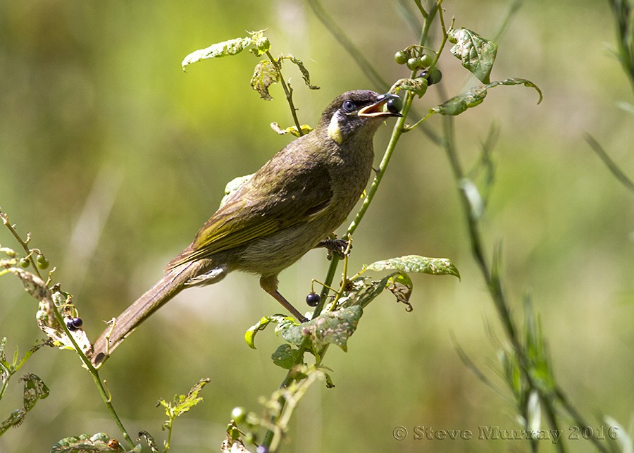 Lewin's Honeyeater - Stephen Murray