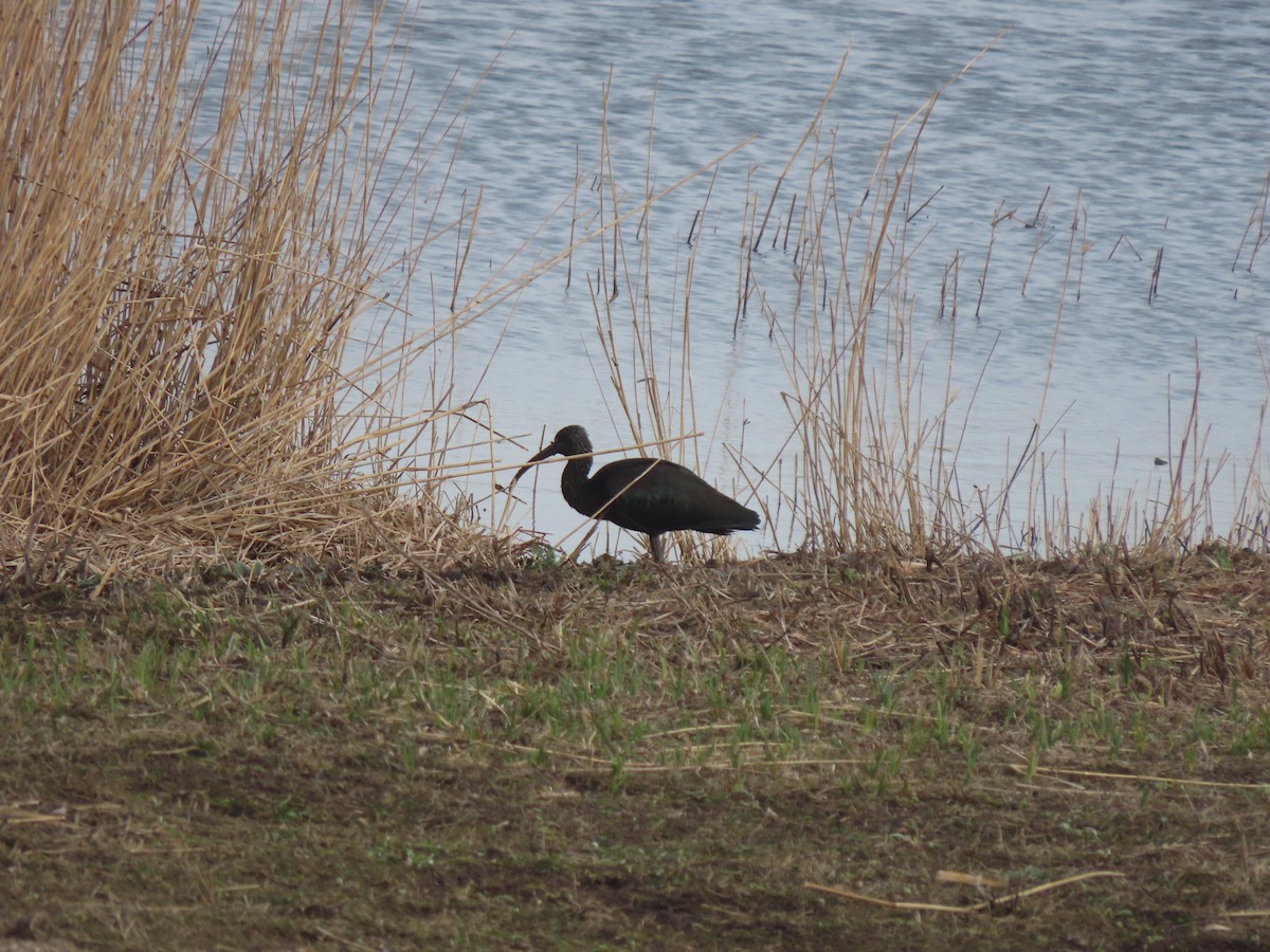 Glossy Ibis - ML436071441