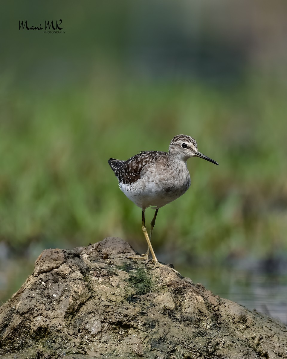 Bruchwasserläufer - ML436071661