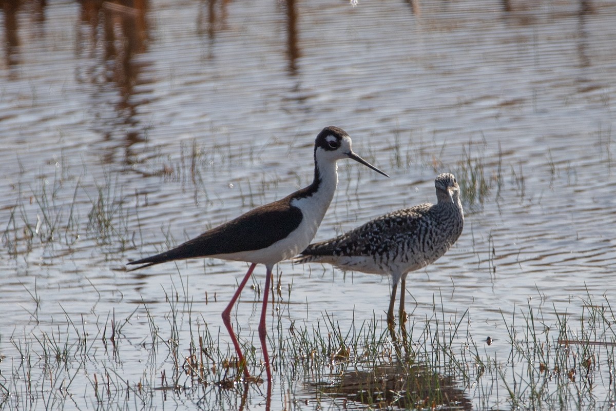 Black-necked Stilt - ML436073281