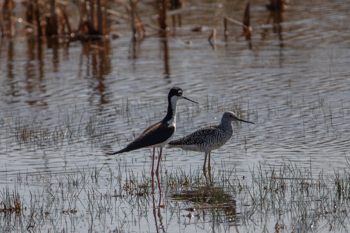 Black-necked Stilt - ML436073311