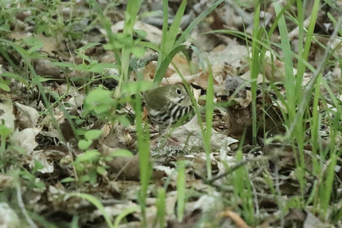 Ovenbird - ML436075181