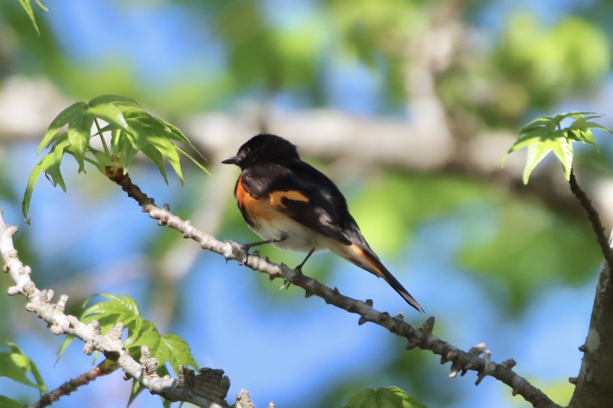 American Redstart - ML436075221