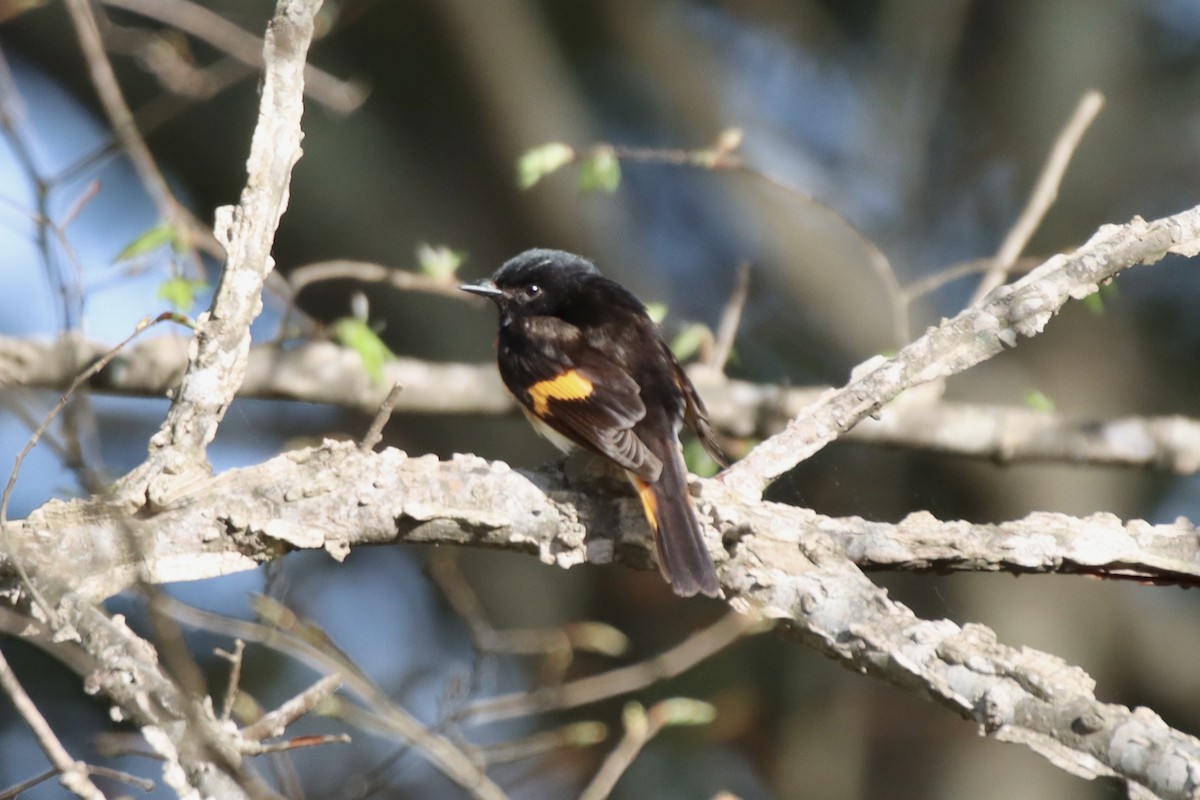 American Redstart - ML436075231