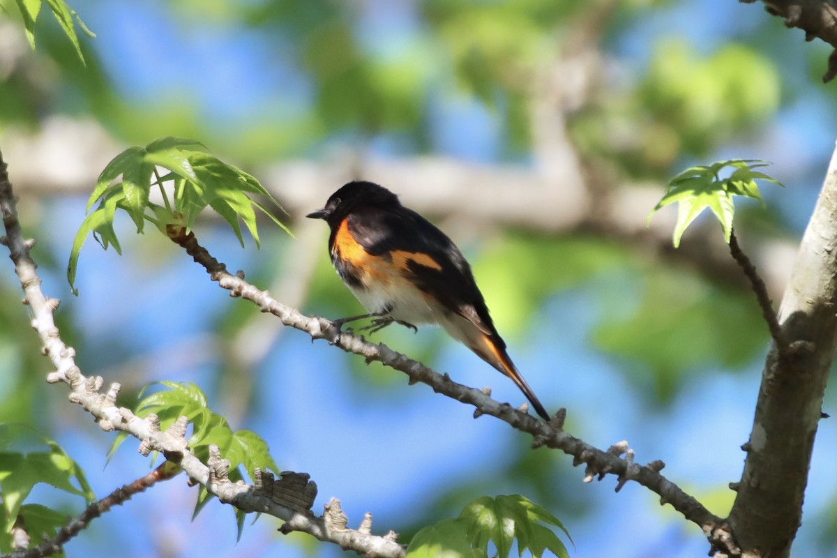 American Redstart - ML436075241