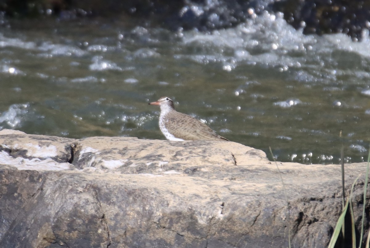 Spotted Sandpiper - ML436075351