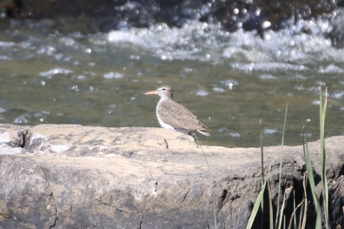 Spotted Sandpiper - ML436075361