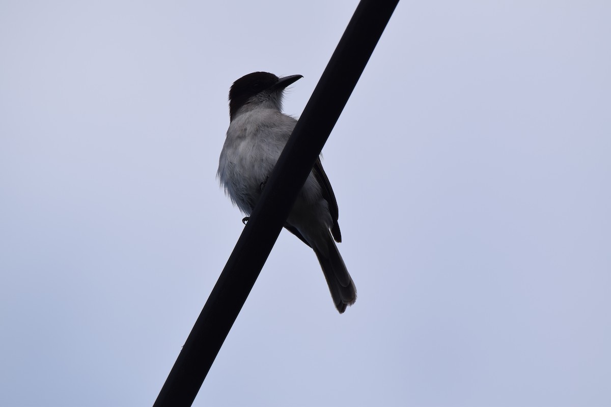 Loggerhead Kingbird - ML436075391