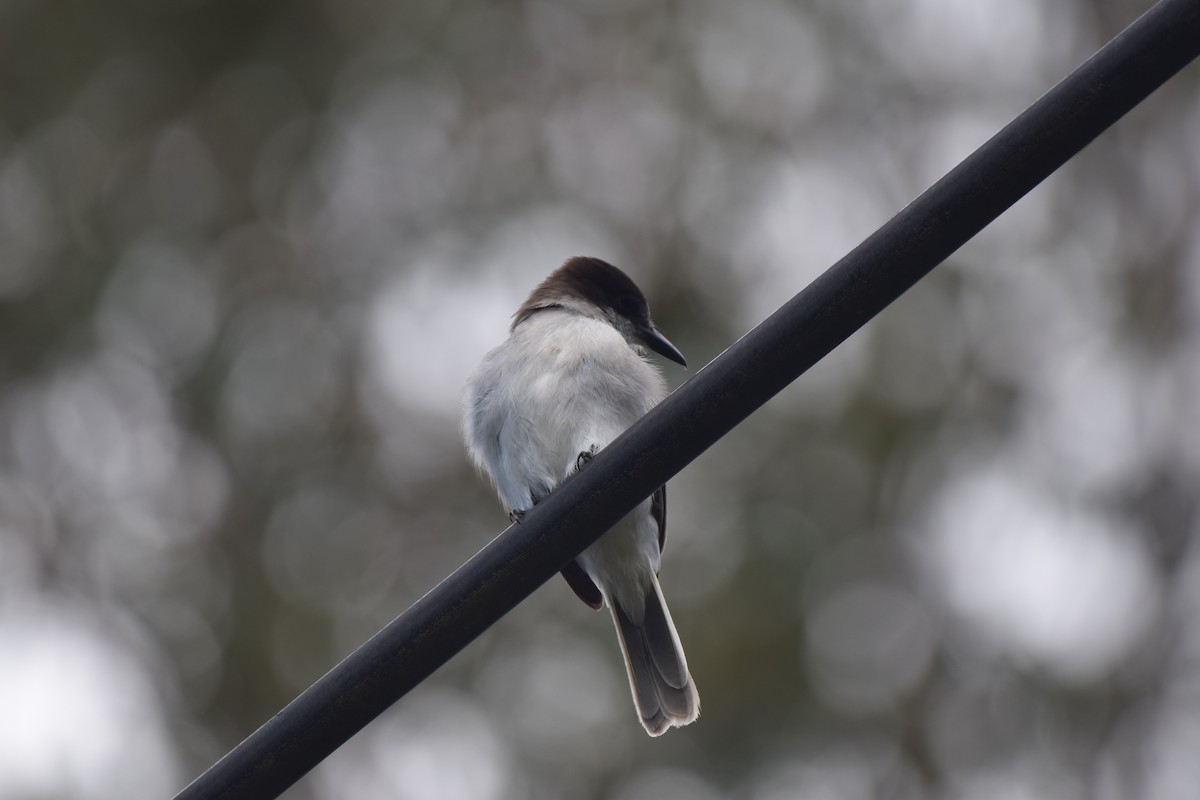 Loggerhead Kingbird - ML436075401