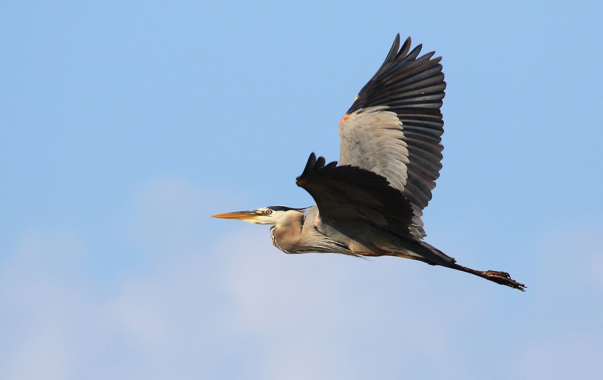 Great Blue Heron - ML436075571