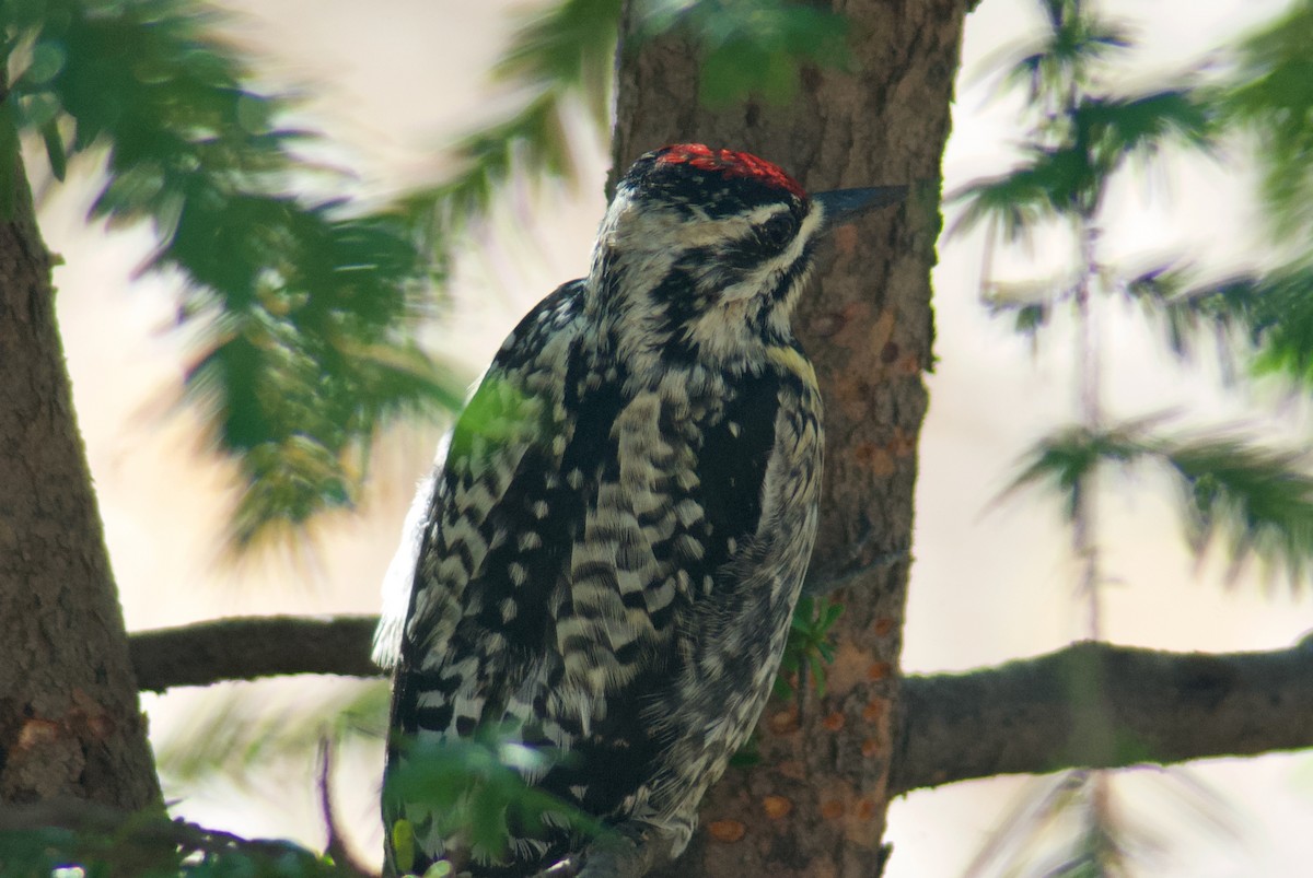 Yellow-bellied Sapsucker - ML436075651