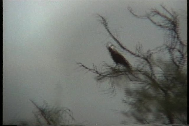 Brown Snake-Eagle - ML436076