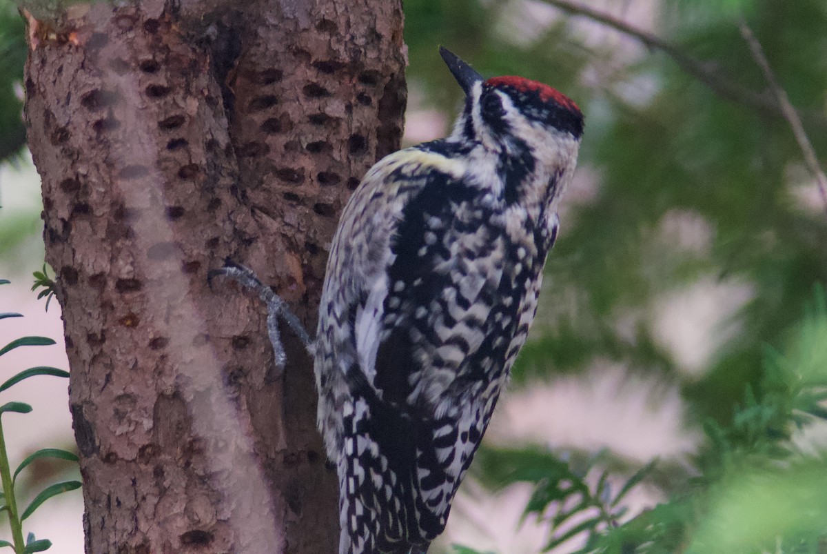 Yellow-bellied Sapsucker - ML436076241