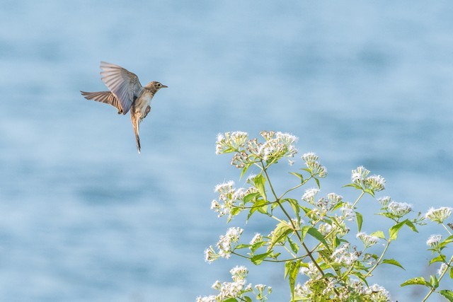 Richard's Pipit - Tom Backlund