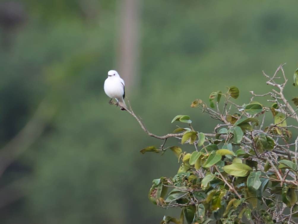 White Monjita - ML436077521