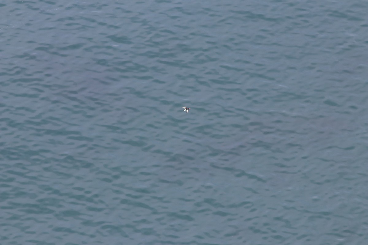 Eurasian Oystercatcher - ML436078271