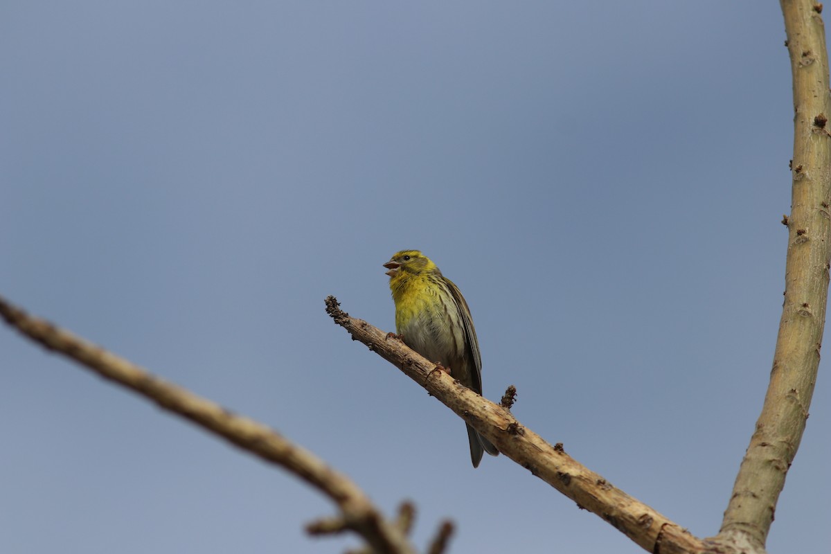 European Serin - ML436078321