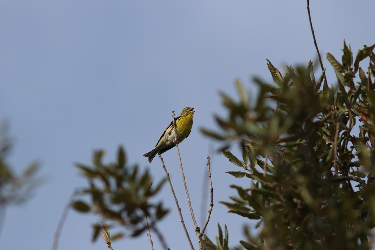 European Serin - ML436078341