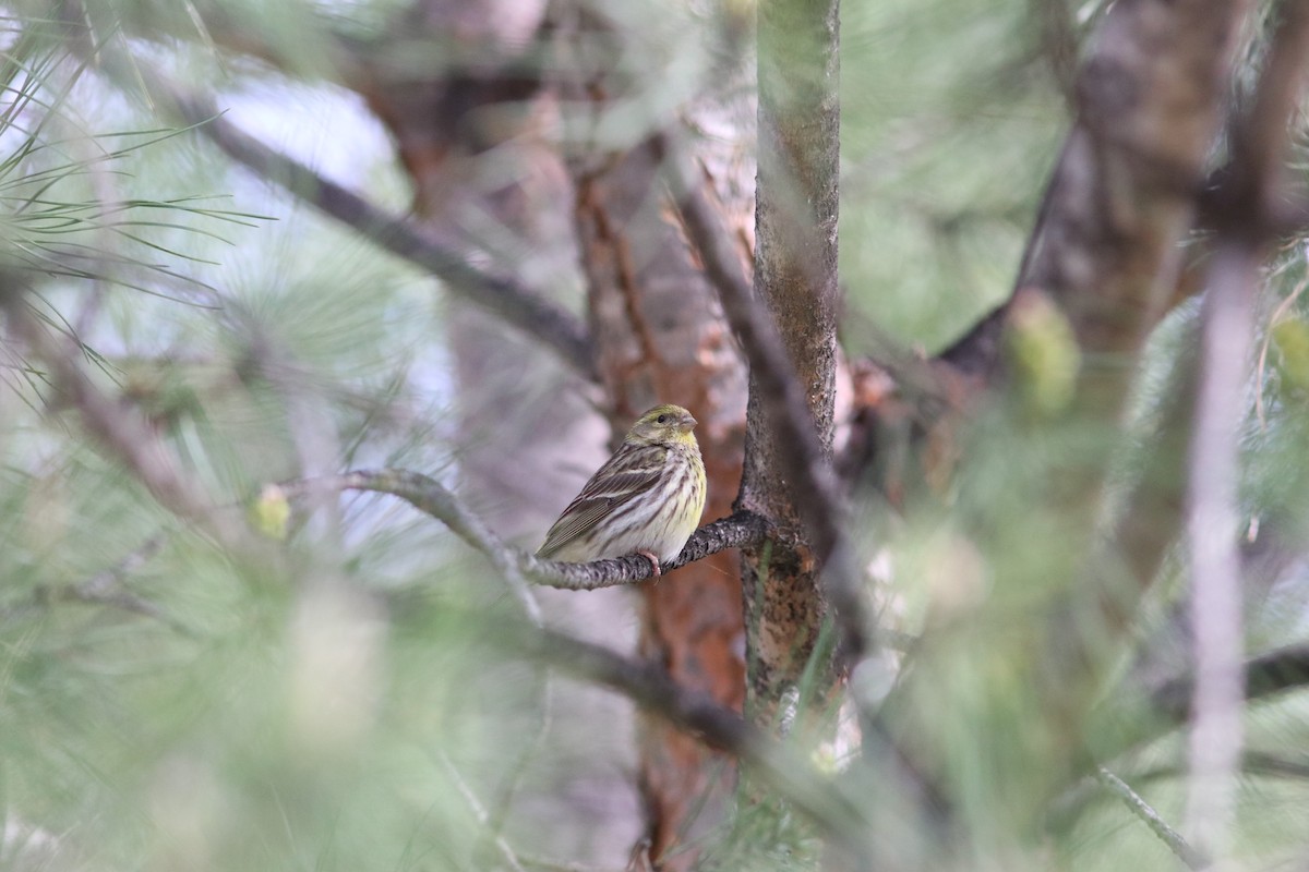 European Serin - ML436078371