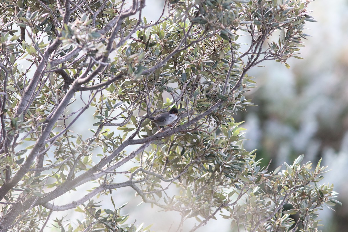 Sardinian Warbler - ML436078491