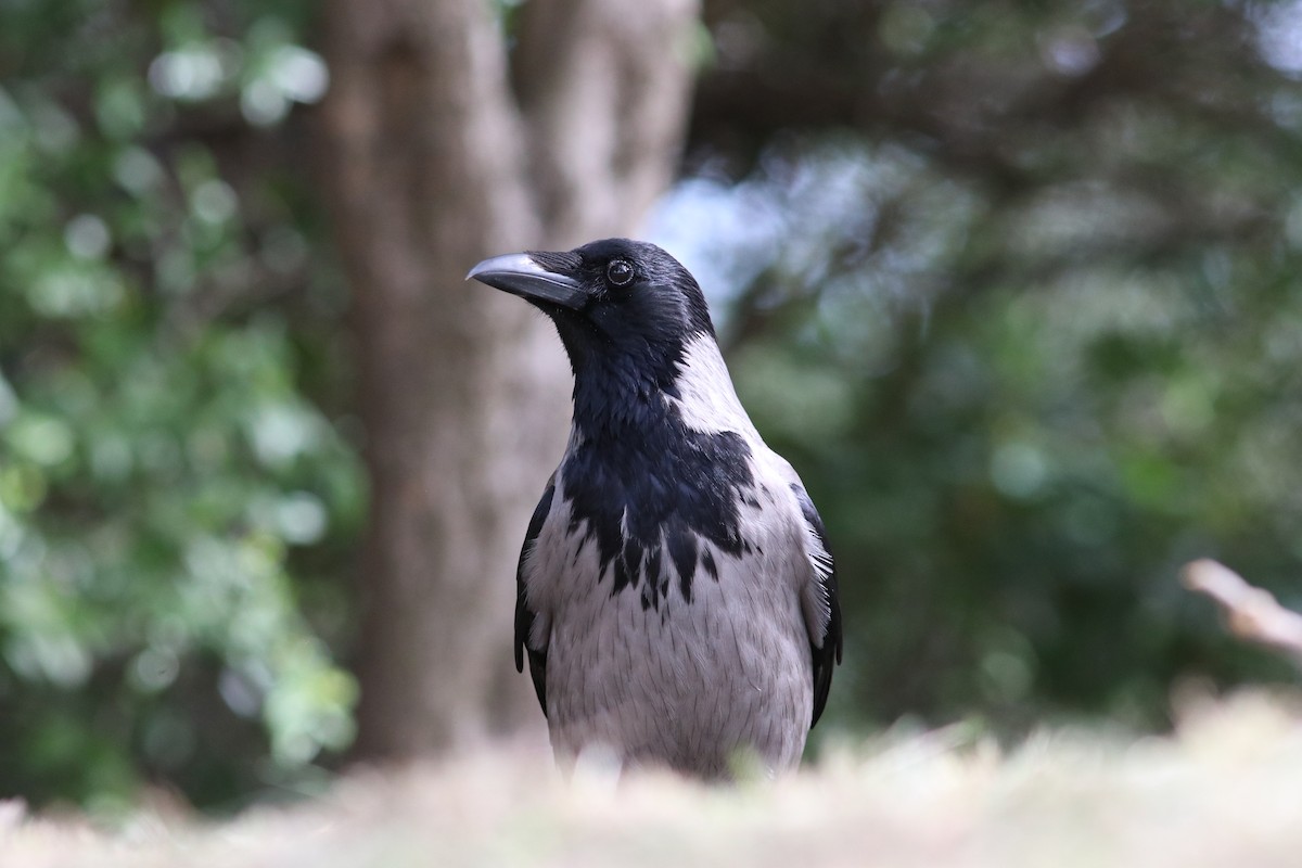 Hooded Crow - Joseph Bourget