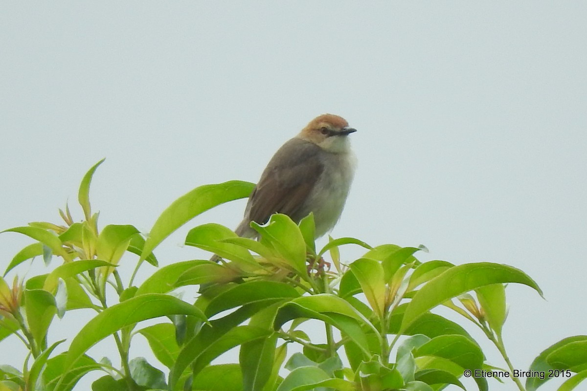 Singing Cisticola - Etienne Marais