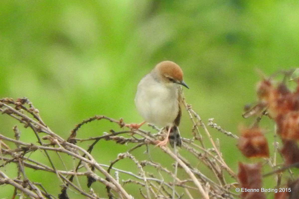 Singing Cisticola - Etienne Marais