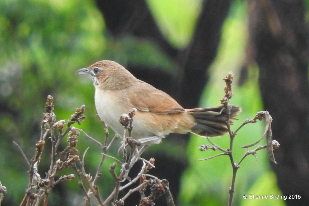 Moustached Grass-Warbler - ML436079191