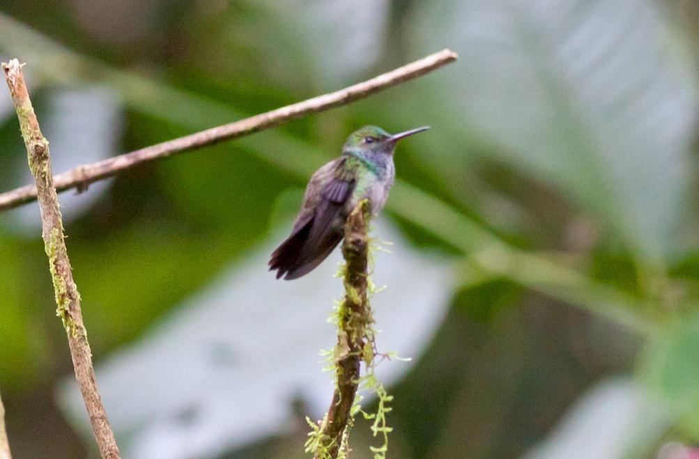 Purple-chested Hummingbird - ML43607971