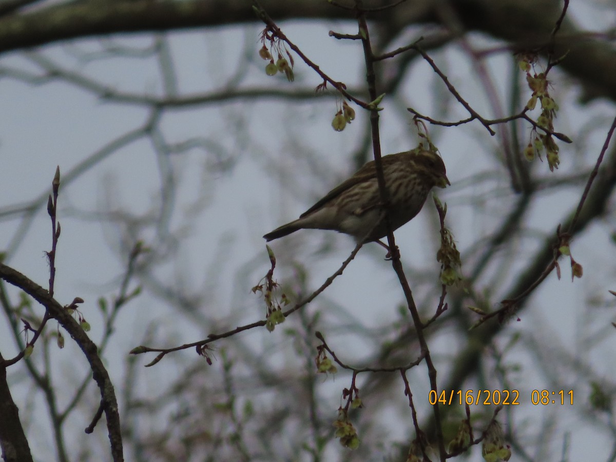 Purple Finch - P.W. Boyd