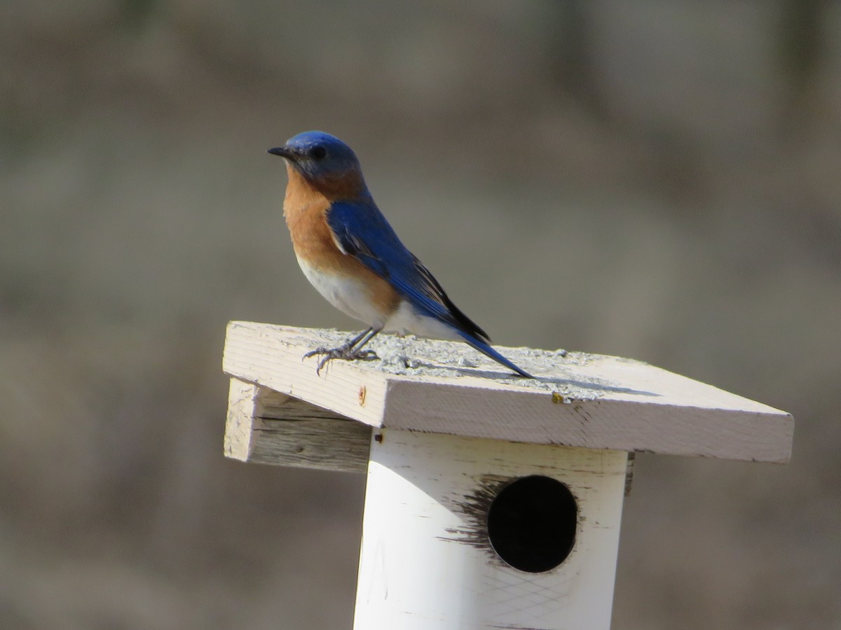 Eastern Bluebird - ML436081711