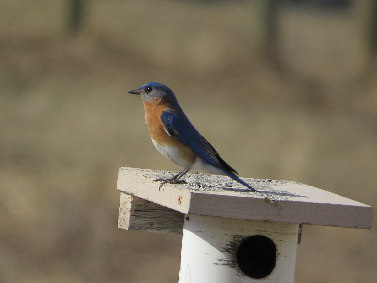 Eastern Bluebird - ML436081731