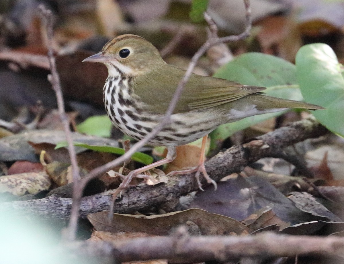Ovenbird - ML436083841