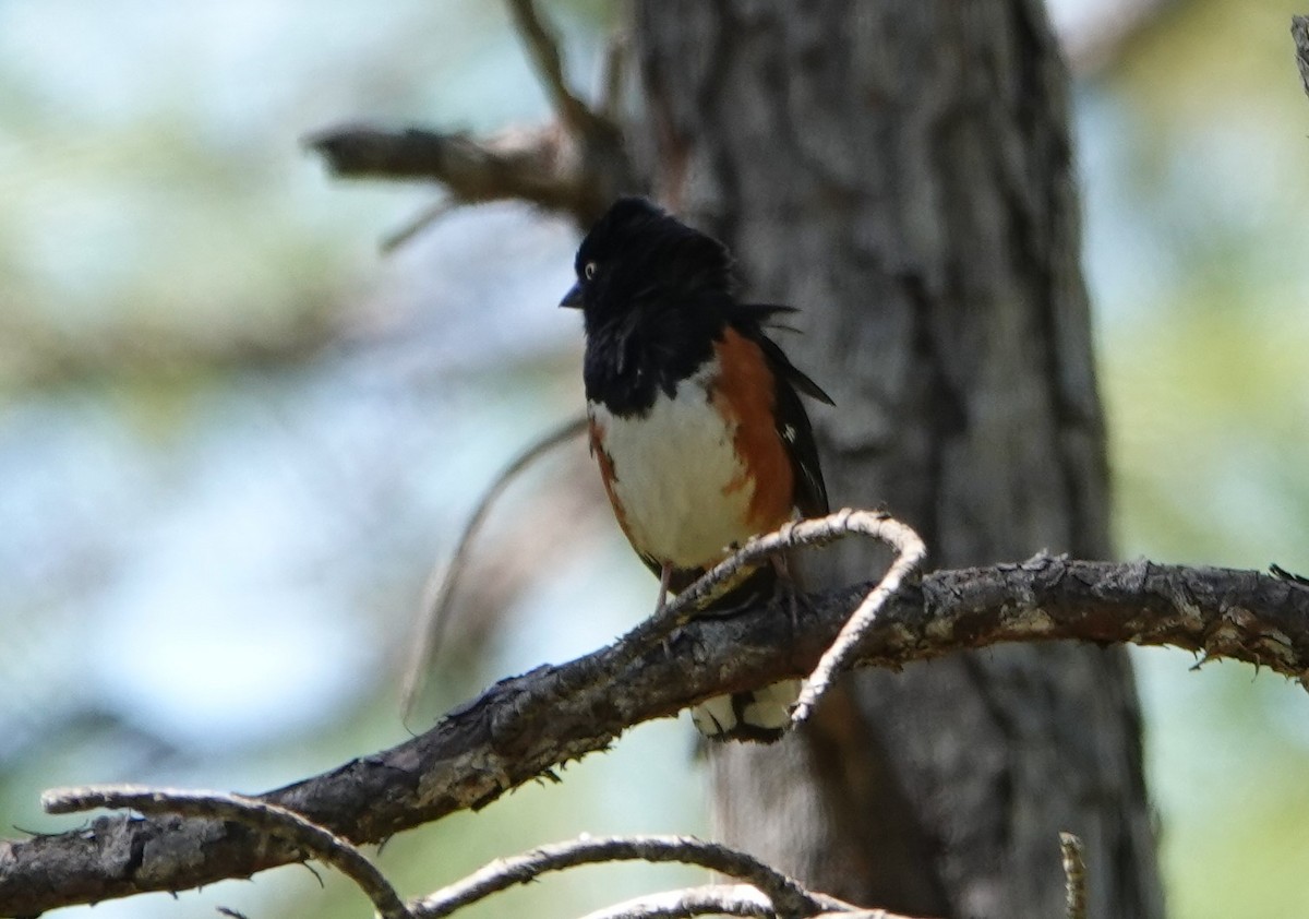 Eastern Towhee (White-eyed) - ML436083901