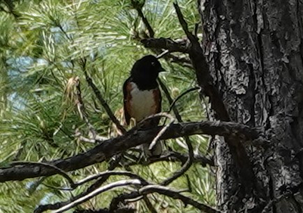 Eastern Towhee (White-eyed) - ML436083981