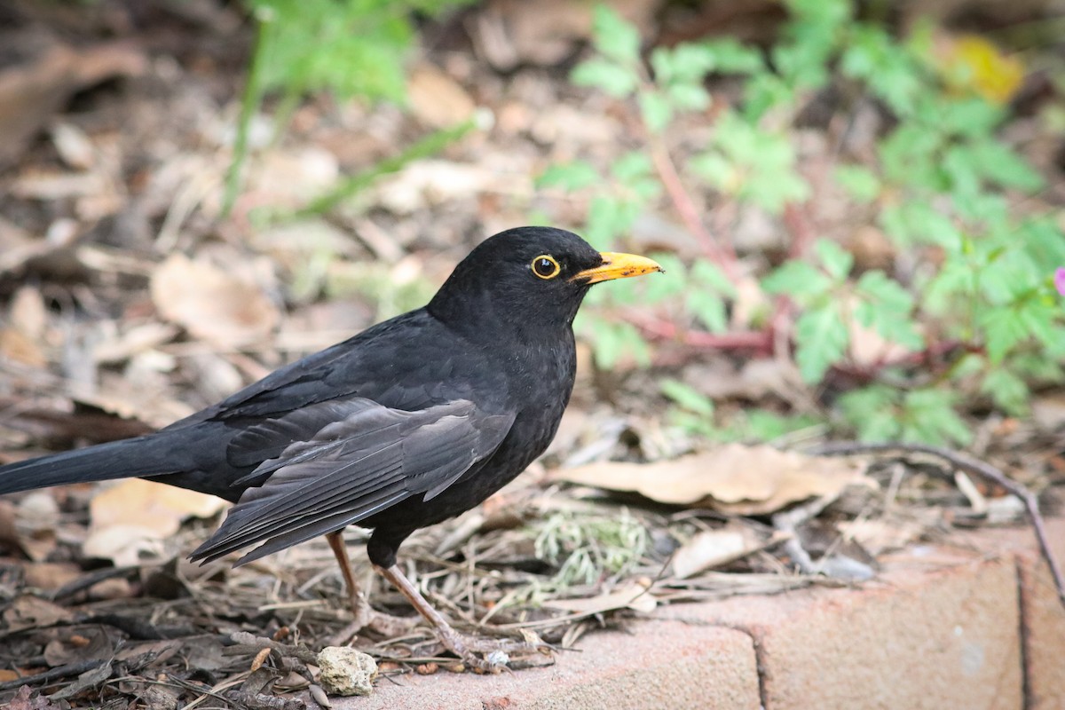 Eurasian Blackbird - ML436084471