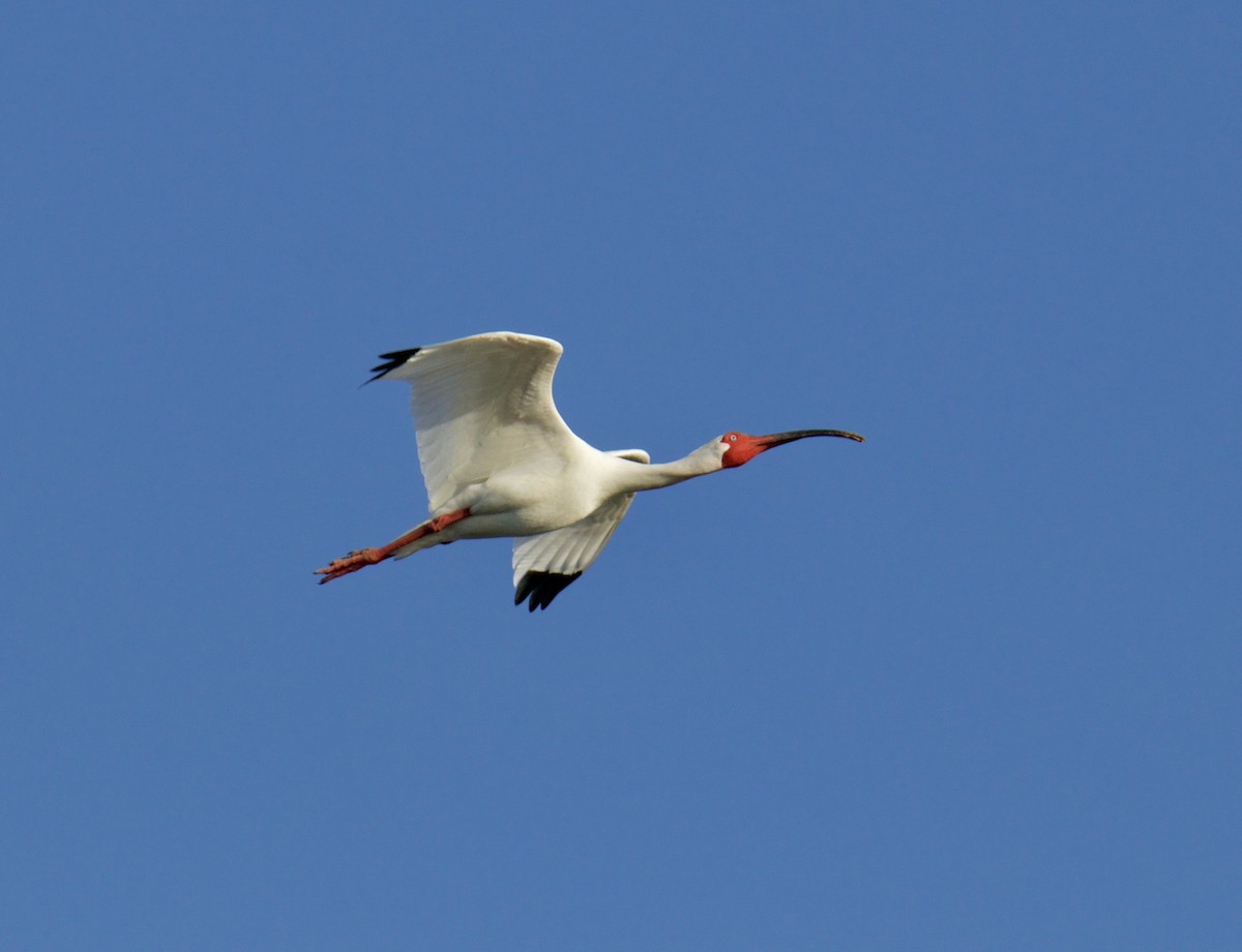 White Ibis - Jordan Juzdowski