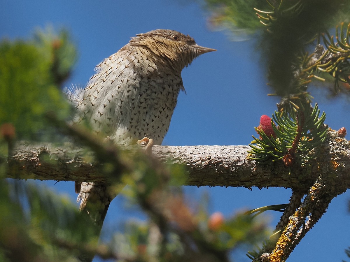 Eurasian Wryneck - ML436088181