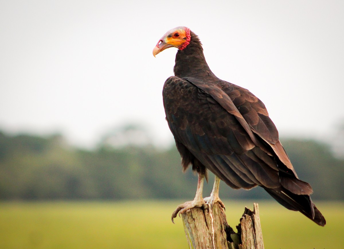 Lesser Yellow-headed Vulture - ML436089261
