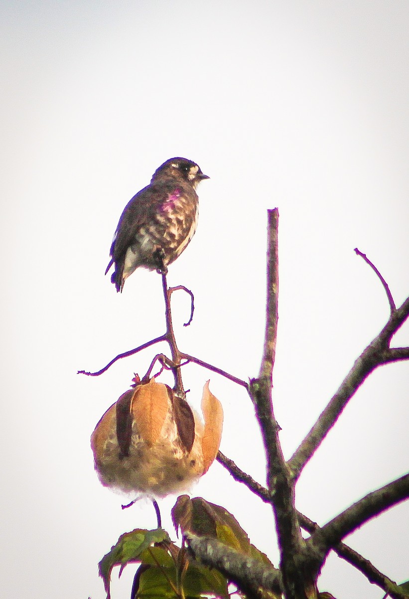 White-browed Purpletuft - ML436089371
