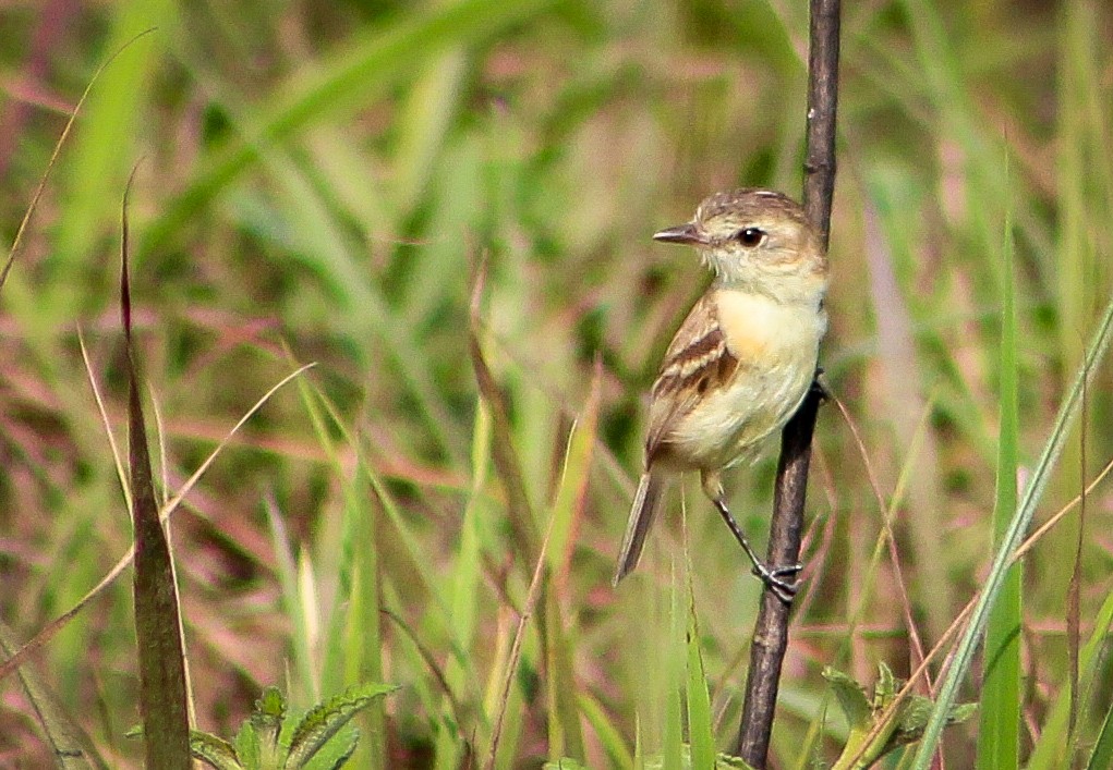 Bearded Tachuri - ML436089481