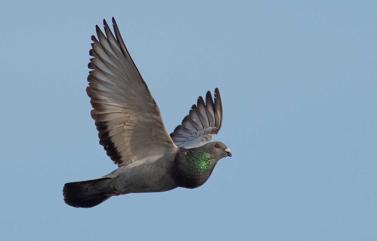 Rock Pigeon (Feral Pigeon) - ML436089561