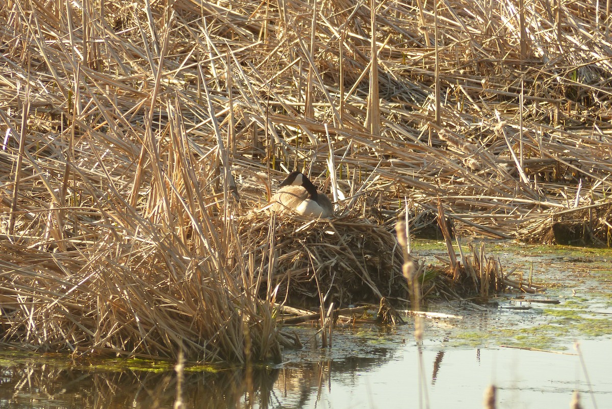 Canada Goose - Michael N