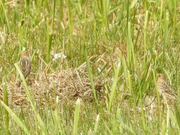 Red-throated Pipit - ML436091771