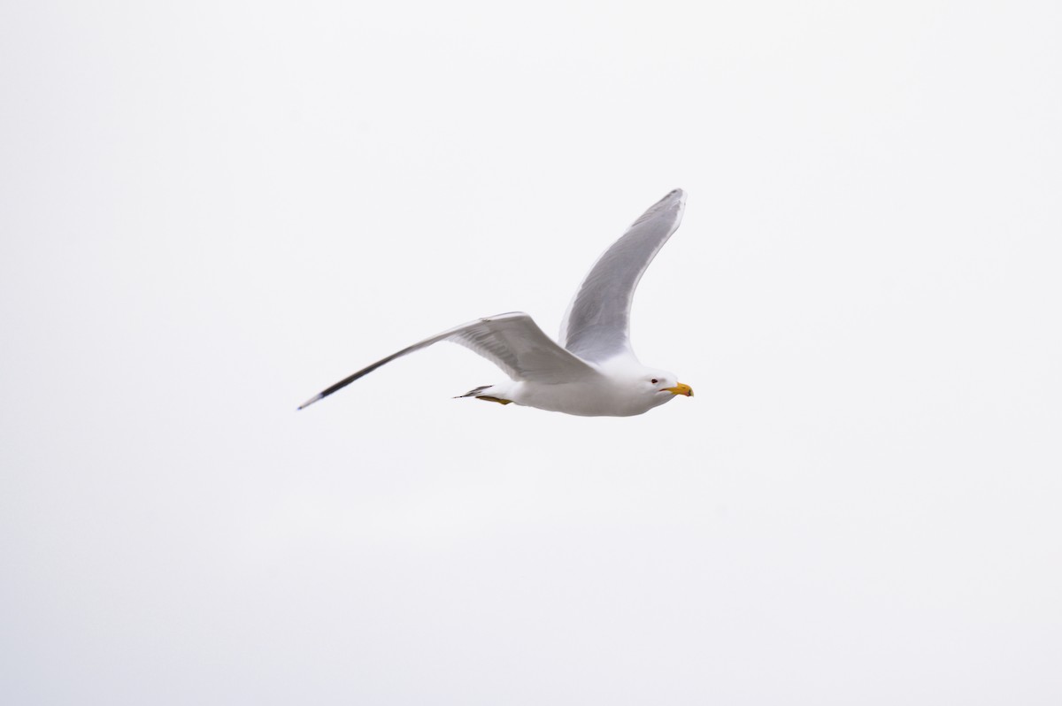 California Gull - Cameron Hunter